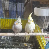 عروس هلندی تخم گذار|پرنده|یزد, |دیوار