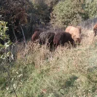 میش بز بره