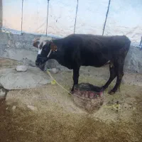 گاو گلپایگان