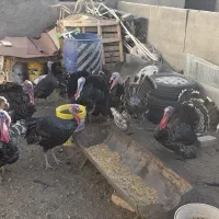 بوقلمون برنز انگلیسی