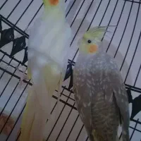 عروس هلندی|پرنده|تربت جام, معدآباد|دیوار