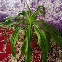 گل اشک ملکه زیبا و بزرگ 450