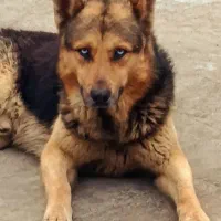 ژرمن چشم رنگی