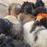 بره داشتی درجه ۱