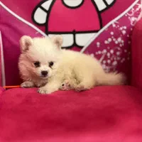 سگ پامر عروسکی|سگ|اندیشه, اندیشه فاز ۲|دیوار