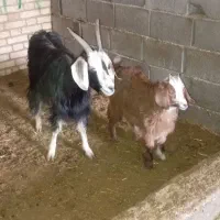 بز بابزغاله|حیوانات مزرعه|بجنورد, |دیوار