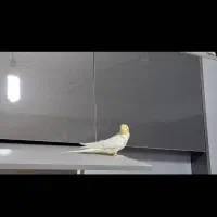 عروس هلندی سخنگو|پرنده|پردیس, فاز ۸|دیوار