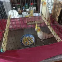 جفت طوطی عروس لوتینو