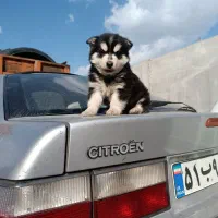 توله هاسکی اصیل