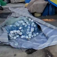 چند عددتورماهی گیری به فروش می‌رسد