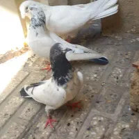 سه تا کفتر خوب پرستی بفرش می‌رسد هرعزیزی خواست|پرنده|قرچک, صالح آباد|دیوار
