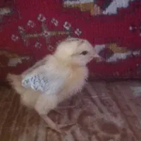 فروش ۵۰عدد جوجه محلی کرچ شو