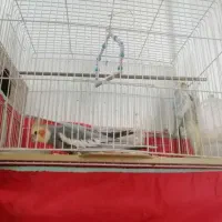 عروس هلندی