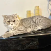 گربه بریتیش شورت هیر