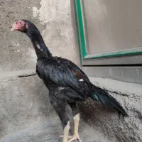 جوجه لاری اوشامو