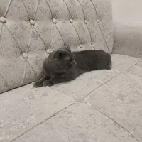 گربه نر ۸ ماهه اسکاتیش فولد|گربه|بابلسر, |دیوار