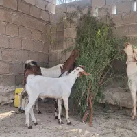 نری و کهره گوشتی وآبستن|حیوانات مزرعه|قشم, |دیوار