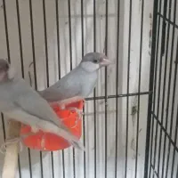 طوطی پروتلت و فنچ نرگسی شکلاتی و سیلور و ابلغ|پرنده|قوچان, |دیوار