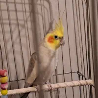 عروس هلندی جفت/مولد/نر و ماده/بالغ/باقفس