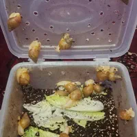 حلزون اچاتینا آلبینو