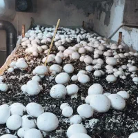 قارچ لوکس|خوردنی و آشامیدنی|تربتحیدریه, شهرک ولیعصر|دیوار