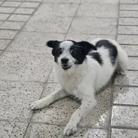 واگذاری توله ۶ ماهه اشپیتز شناسنامه و واکسن خورده