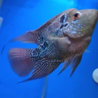 فلاور باکس هورن ۳ بندی