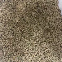 جوتازه