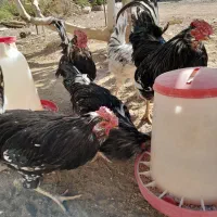 خروس ومرغ گلین چهل تاج ریش دار|حیوانات مزرعه|پاکدشت, پاکدشت (مامازند)|دیوار