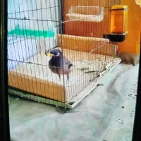 مرغ مینا گمشده