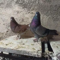 کبوترتی ماهی|پرنده|چرداول, |دیوار