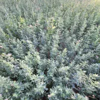 فروش بذر یونجه