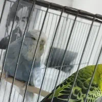 مرغ عشق انگلیسی ماده گریدa