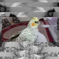 اسباب بازی کلکسیونی کیمدی نوروزی امضاو..عروس هلندی|اسباببازی بچه|یزد, |دیوار