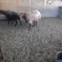 یک قوچ هما و یک قوچ  معمولی