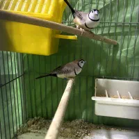 جفت فنچ جغدی مولد