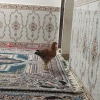 نیمچه محلی