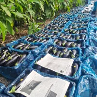 بادمجان رودان عمده|حراج|مریوان, |دیوار