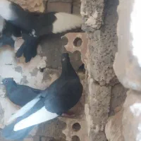 نر سوراخ .پلنگ