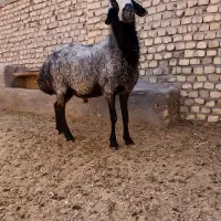بره قوچ