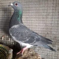 چاپی ونروی|پرنده|مسجد سلیمان, |دیوار