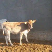 گوساله و گاو شیری