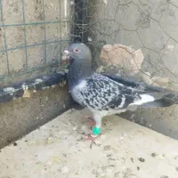 انگشتر کفتر