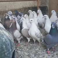 کفتر کبوتر