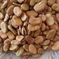 باقالی سوری درشت طارم و سیر ریز طارم موجود است