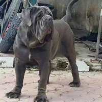 ناپیلتن ماستیف و کن کورسو ایتالیایی / روتوایلر