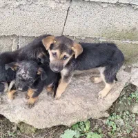 توله ژرمن کار|سگ|اطاقور, |دیوار