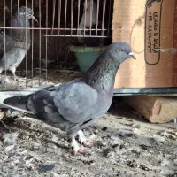 کبوتر یا کفتر