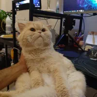 گربه اسکاتیش نر|گربه|ارومیه, |دیوار