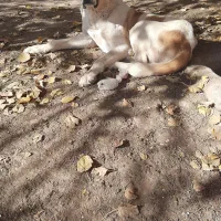 سگ نگهبان|سگ|خلیل آباد, |دیوار